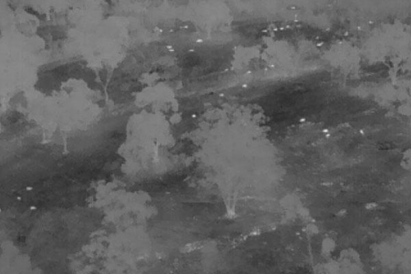 Thermal Imagery- finding sheep in scrub