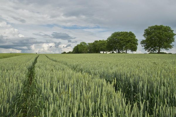 wheat, wheat field, grain-175960.jpg